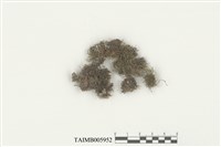 藏品(纖細四裂葉蘚)的圖片